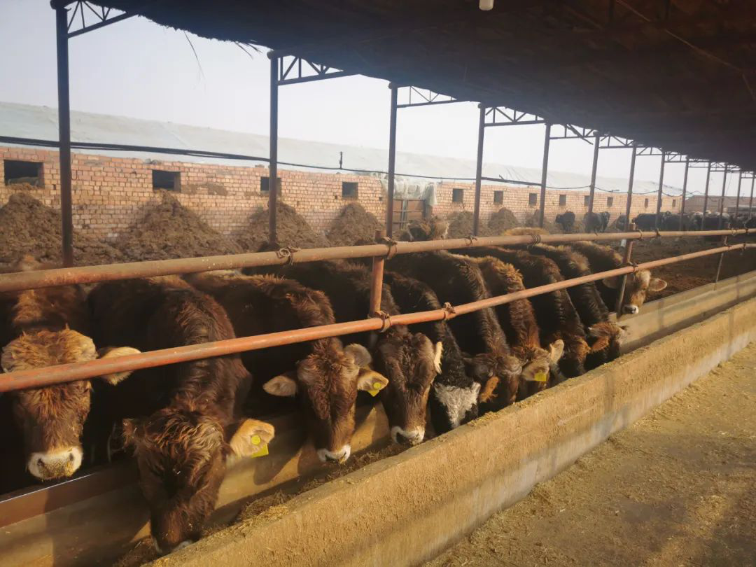 走进现代化肉牛养殖基地 ——探索畜牧业的新篇章