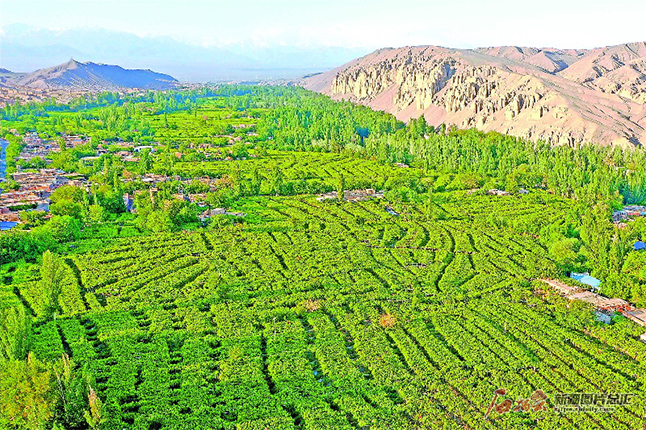 俯瞰吐鲁番市高昌区葡萄沟景观(4月26日无人机拍摄).